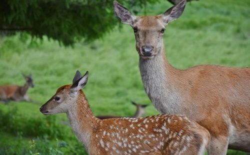 Le bien-être animal